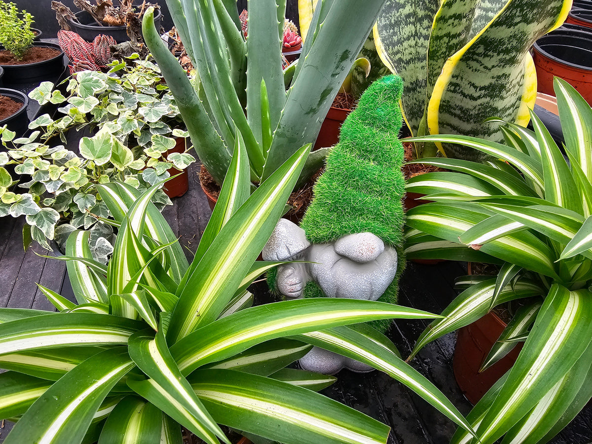 Plantel y ornamentales