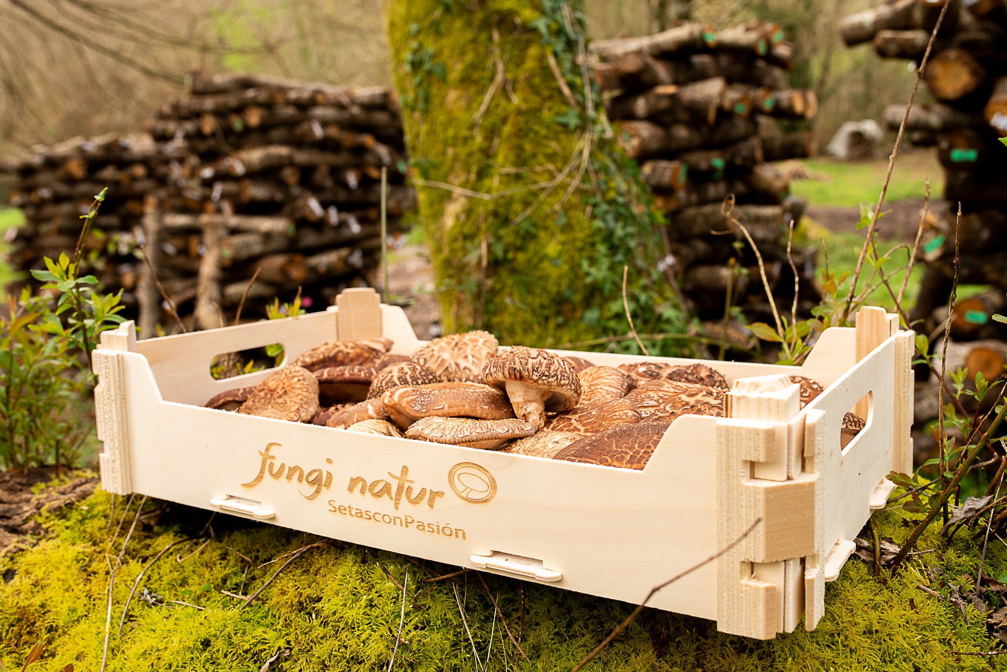 shitakke en escabeche