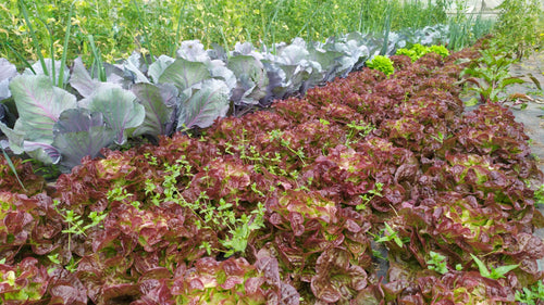 Lechuga hoja de roble