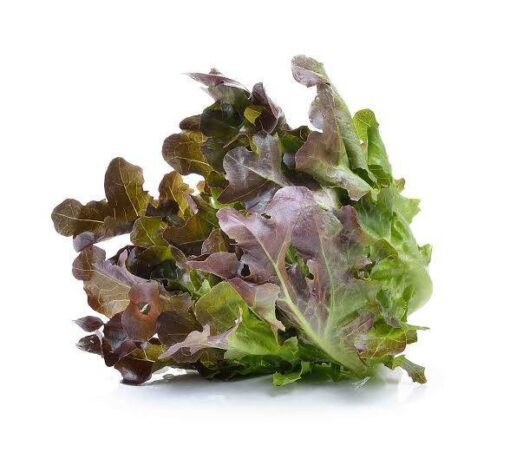 Lechuga hoja de roble